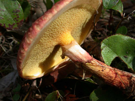 Suillus pictus, angular pores and a superior ring. The partial veil left some tissue attached to the cap margin.